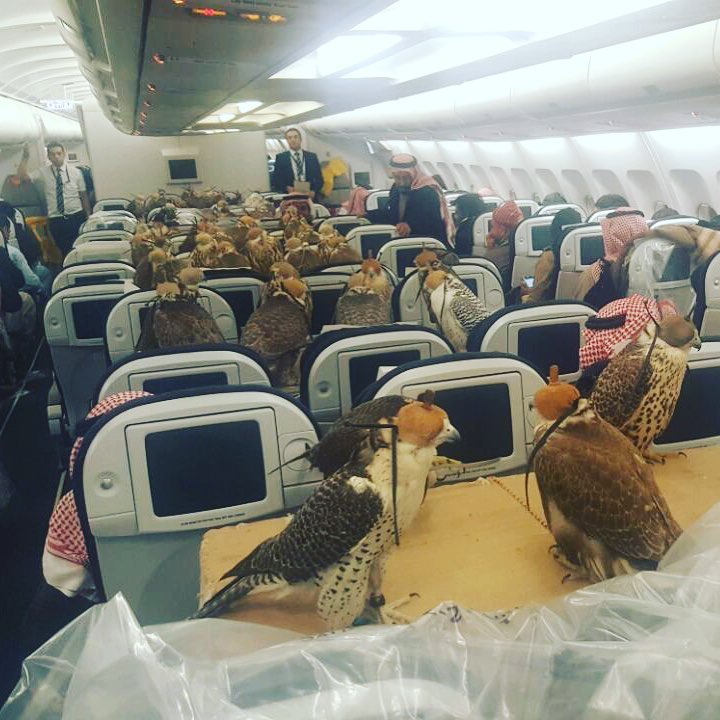Saudiprinssi varasi lentokoneesta 80 istuinpaikkaa haukoille